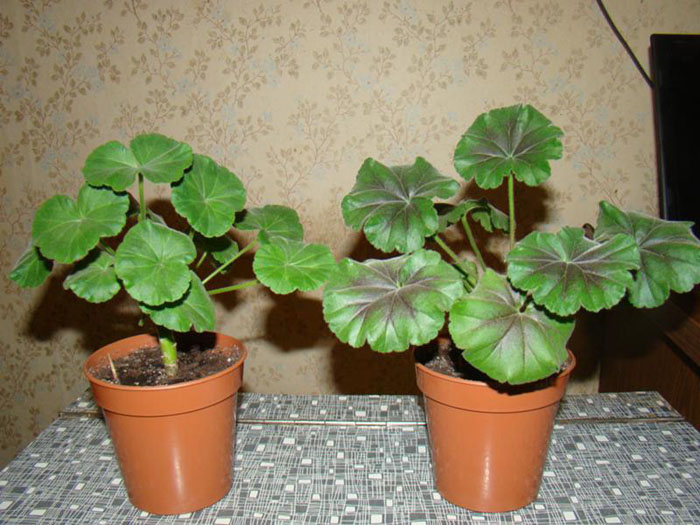 Герань або Пеларгонія (130 фото) — як правильно посадити та доглядати в домашніх умовах