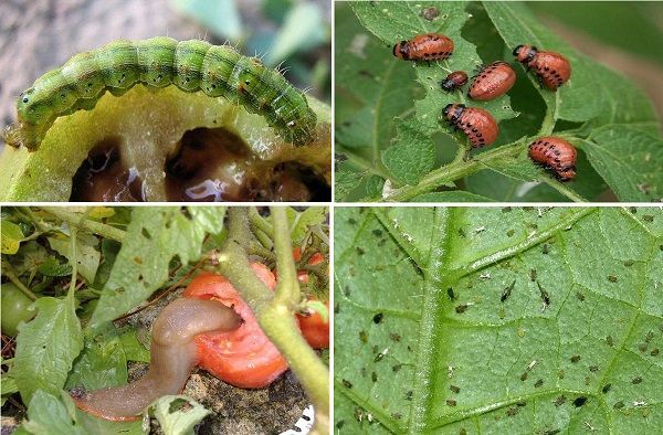 Томат Бичаче серце &mdash; характеристика, опис сорту, фото та відгуки