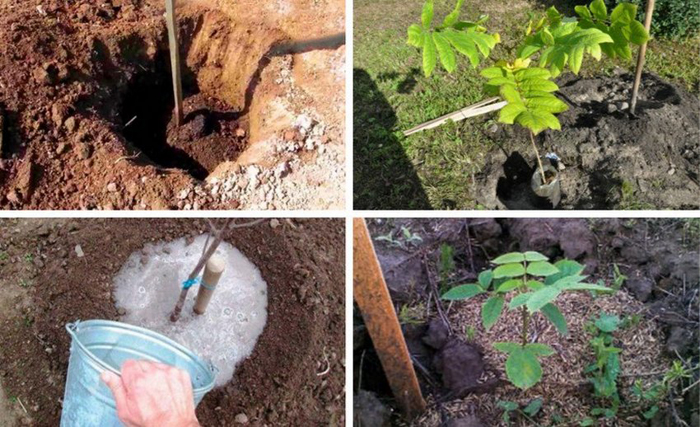 Маньчжурський горіх (40 фото) - як виглядає дерево та плоди, його властивості, вирощування