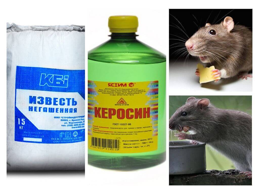 5 способів, як назавжди позбутися щурів у сараї