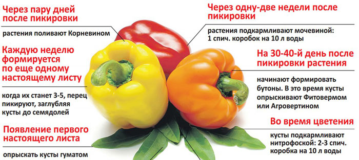 Підживлення перцю - коли і чим підгодувати перець