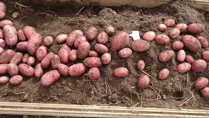 Картопля Беллароза (40 фото) &mdash; опис сорту, посадка, догляд