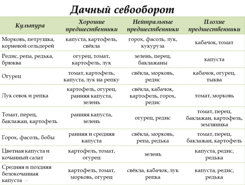 Бруква &ndash; що це за овоч, його корисні властивості. Вирощування брукви