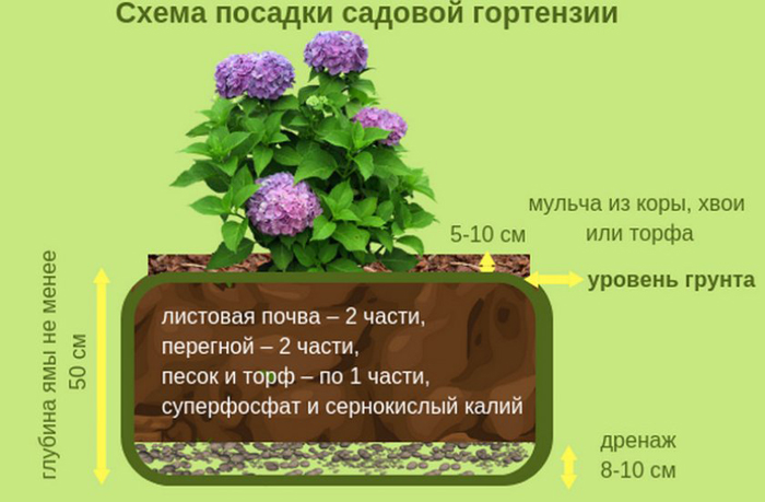 Деревоподібна гортензія (80 фото) &mdash; опис, сорти, догляд