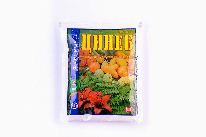 Агератум (40 фото) &mdash; опис, посадка та догляд