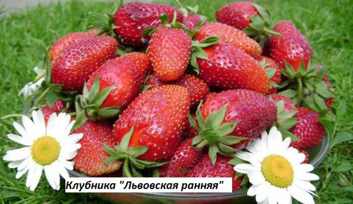 Найкращі сорти полуниці для холодного клімату — ТОП-10 2024 року