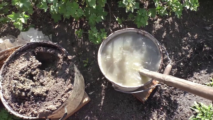 Підживлення перцю - коли і чим підгодувати перець