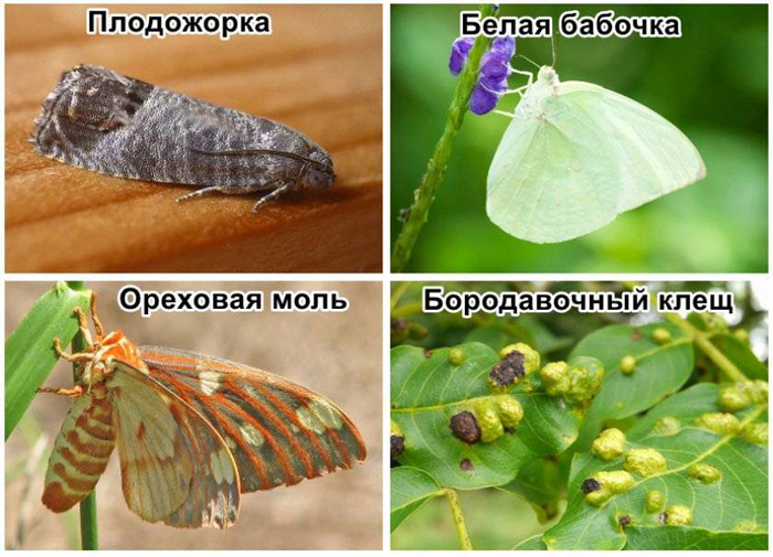 Як посадити волоський горіх від А до Я: терміни, технологія посадки, догляд, хвороби та шкідники