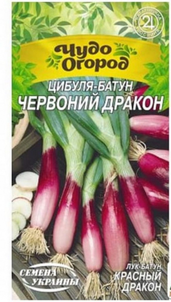 Лук-батун: коли і як висаджувати для багатого врожаю