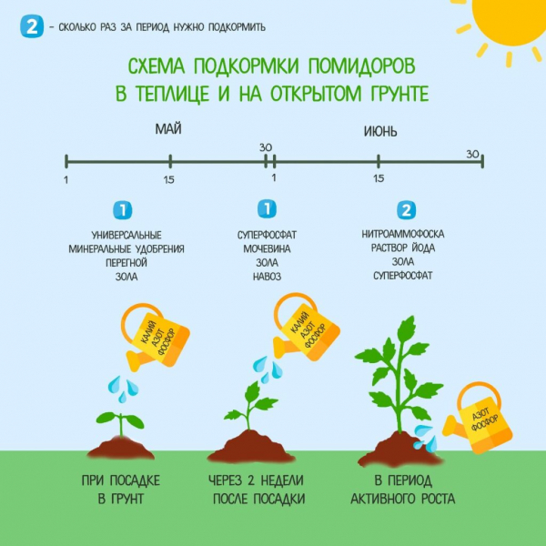 Коли садити томати в Україні у 2024 році