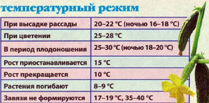 Жовтіють зав'язі огірків &ndash; чому та що з цим робити?