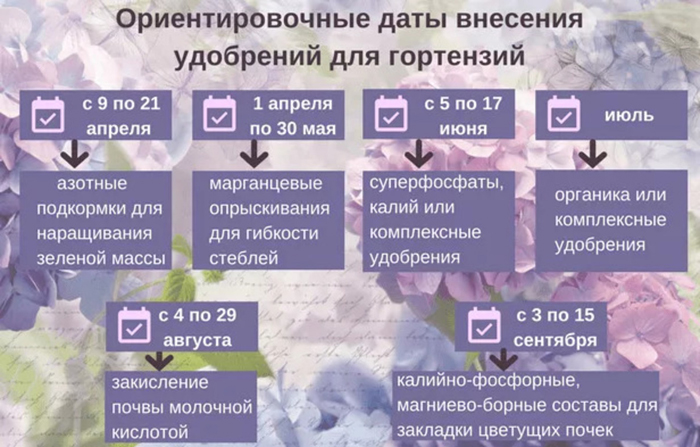 Гортензія волотиста Сандей Фрайз (65 фото) &mdash; опис сорту, посадка та догляд