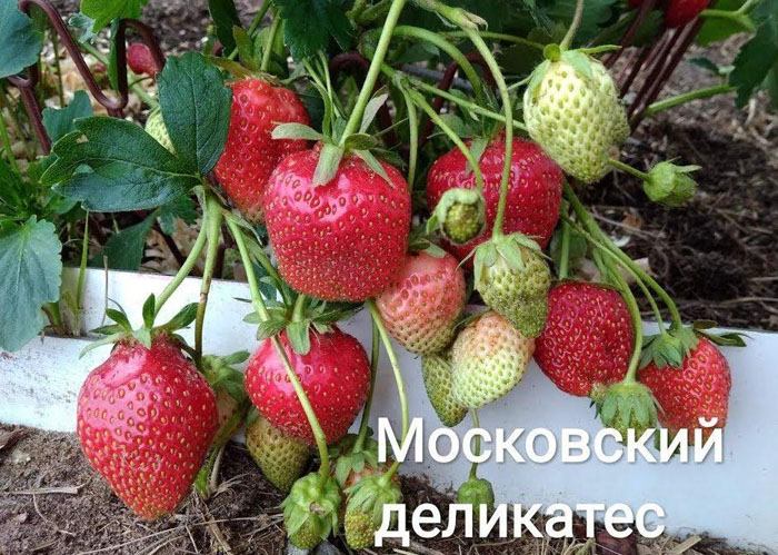 Коли саджати полуницю на розсаду в 2024 році - терміни і як правильно саджати полуницю насінням