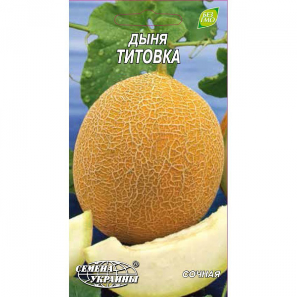 Вирощування дині в теплиці - все від А до Я для 100% багатого врожаю