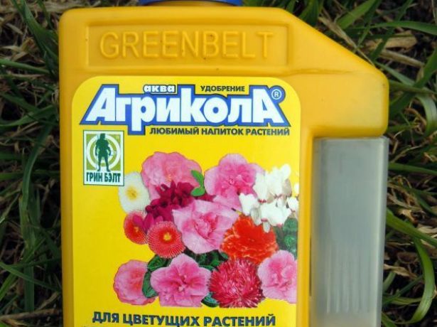 Бругмансія (30 фото) &ndash; опис, посадка та догляд у домашніх умовах