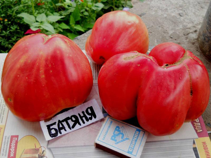 Томат Батяня &mdash; характеристика та опис сорту, фото, відгуки