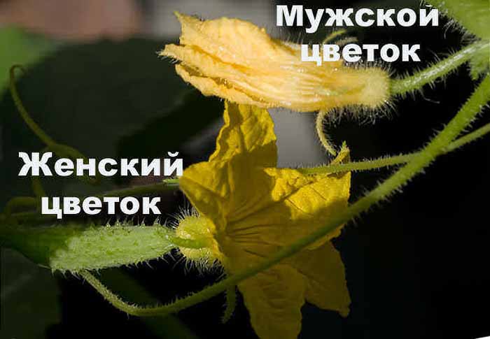 Пустоцвіт на огірках: причини і що робити?