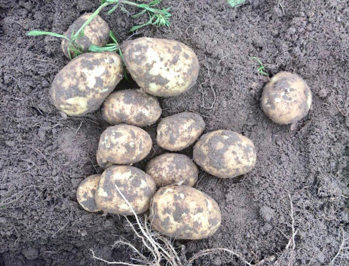 Картопля Коломбо (50 фото) &ndash; опис сорту, смакові якості, відгуки