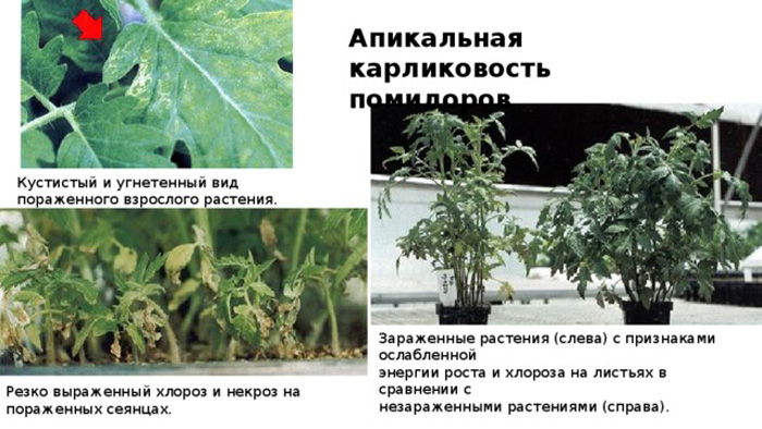 37 хвороб томатів з фото та описом + лікування