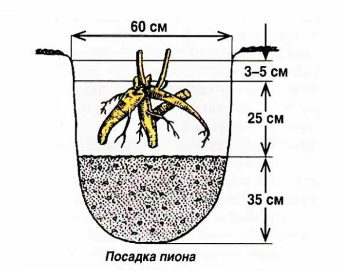 Деревоподібний півонія (50 фото): опис, сорти, посадка та вирощування у відкритому ґрунті