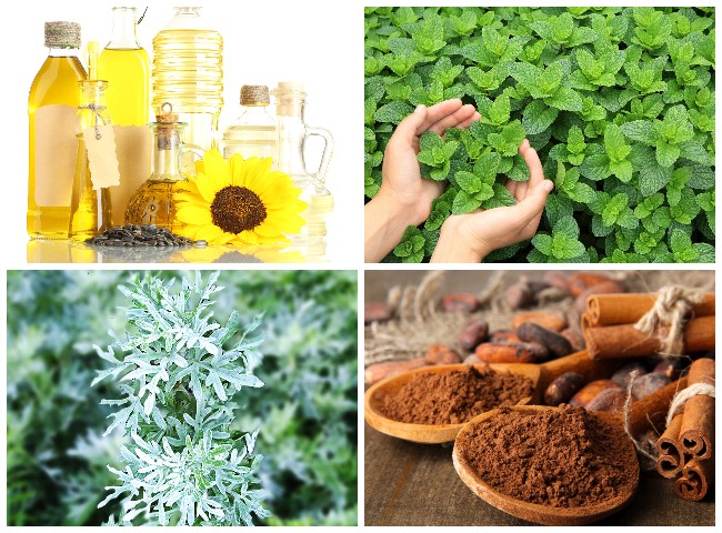 10 ефективних способів боротьби з мурахами у теплиці