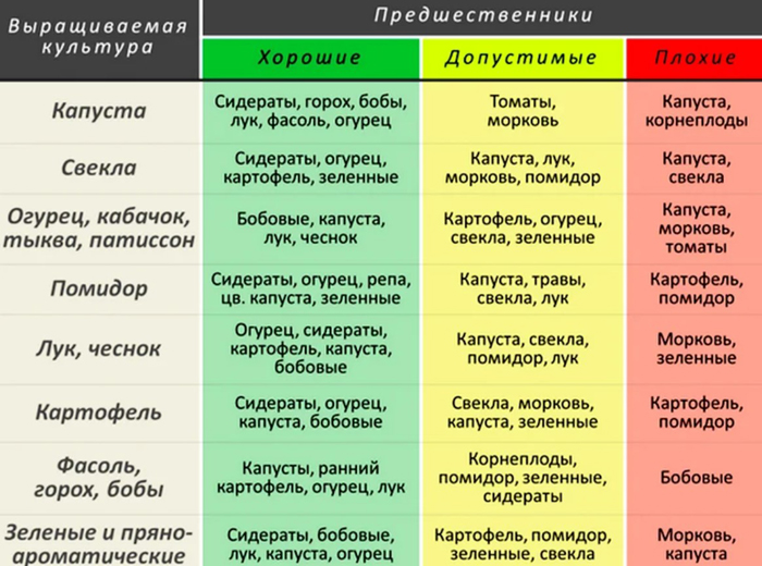 Чому жовтіє кріп та що з цим робити? Досвід садівників