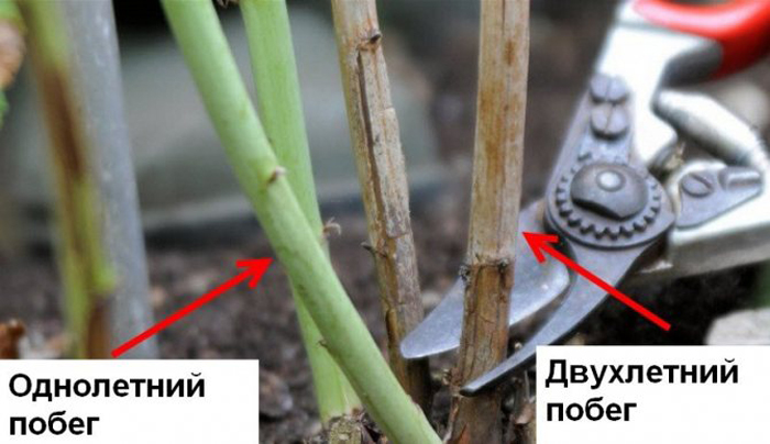 Обрізка малини навесні 2024 року: коли і як правильно це зробити