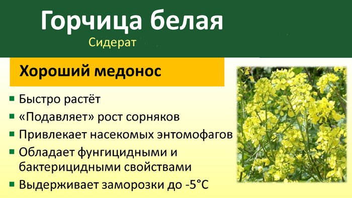 Гірчиця як сидерат (20 фото): властивості для городу, коли посіяти та перекопувати