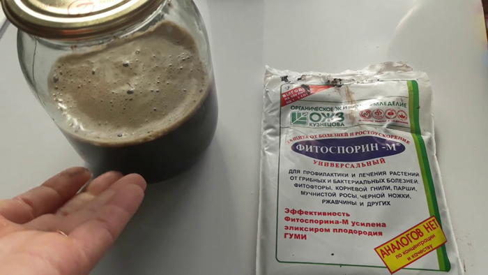 Що покласти в лунки до помідорів: добрива при висадженні томатів