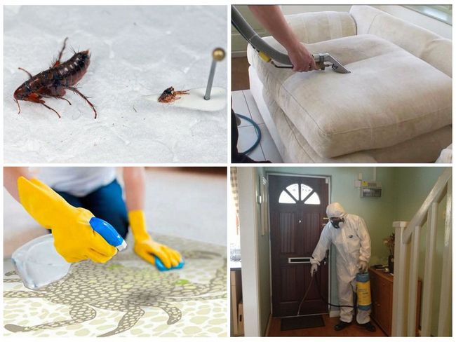 15 народних засобів у боротьбі з бліхами