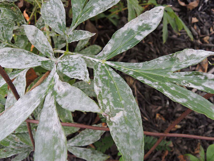 Деревоподібний півонія (50 фото): опис, сорти, посадка та вирощування у відкритому ґрунті