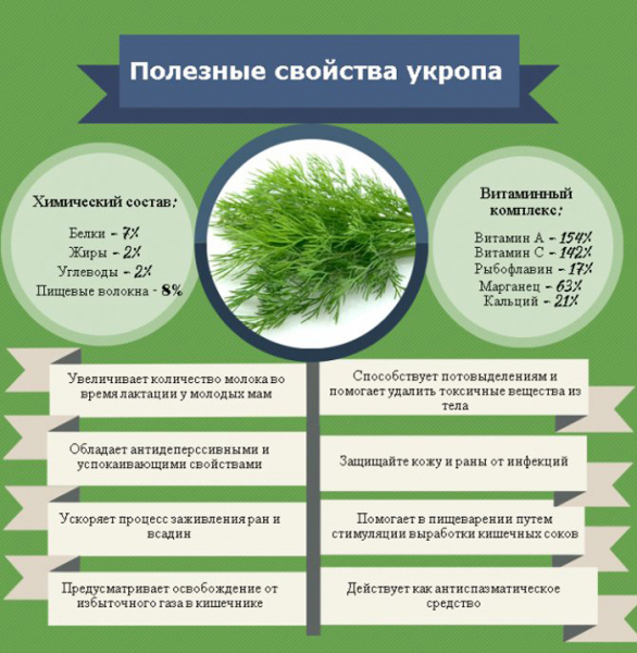 Коли садити кріп у 2024 році та як це робити