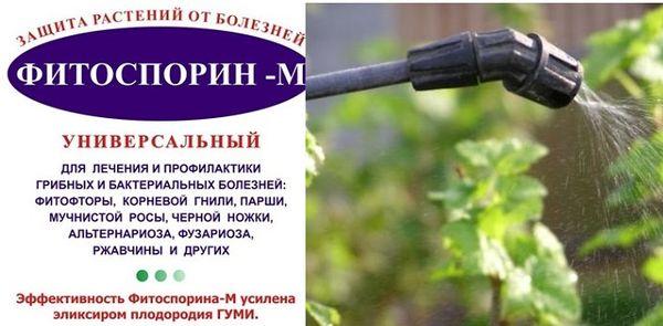 Фітоспорин — інструкція із застосування та відгуки