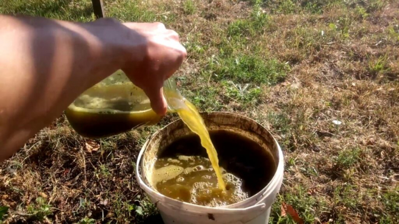 Картопля синьоока (25 фото) &mdash; опис сорту, посадка та догляд