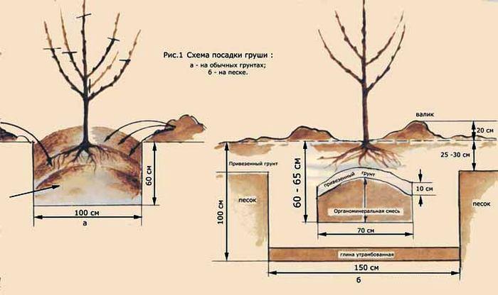 Груша медова (25 фото) &mdash; опис сорту та відгуки