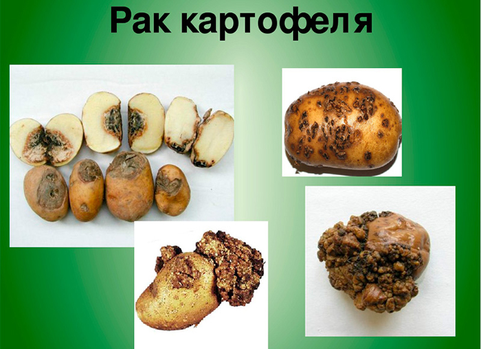 Картопля Беллароза (40 фото) &mdash; опис сорту, посадка, догляд