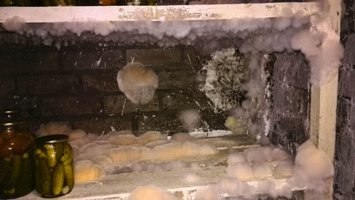 Цвіль у льоху чи підвалі &ndash; як позбутися, чим обробити