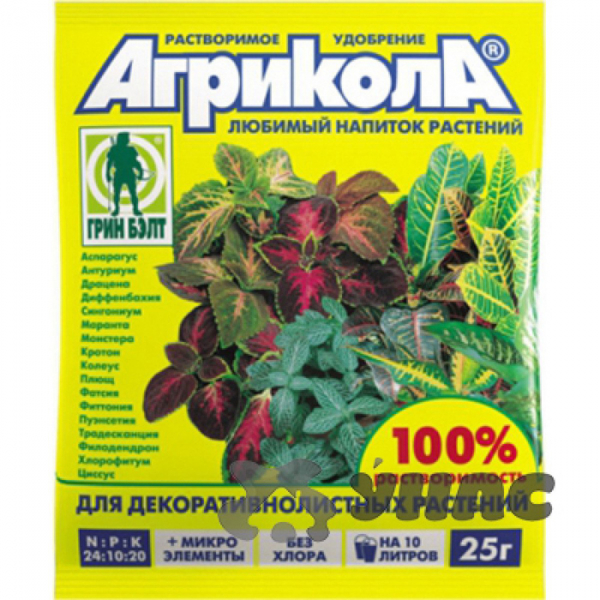 Квітка алоказія (45 фото) &mdash; види та догляд у домашніх умовах