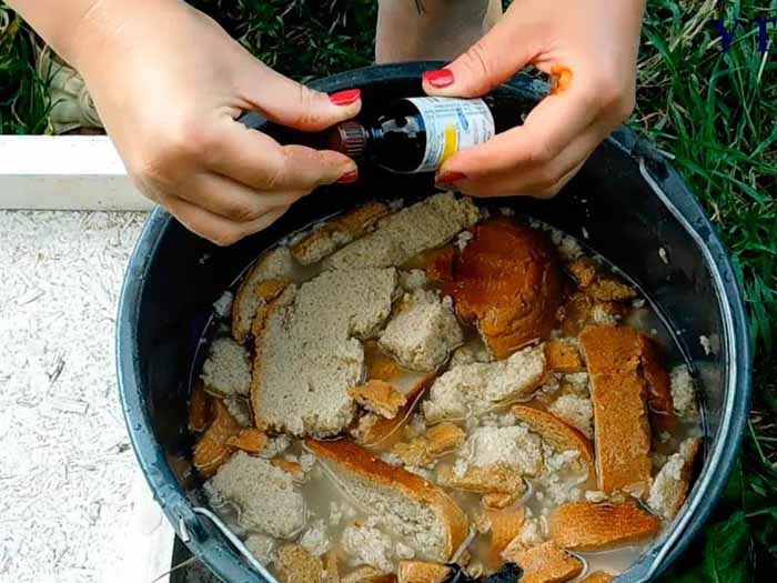 Пустоцвіт на огірках: причини і що робити?