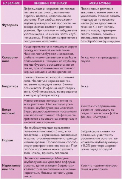 Як виростити гладіолус із цибулини у 2024 році?