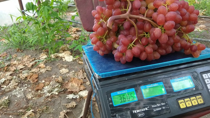 Виноград Велес (40 фото) &ndash; опис сорту, врожайність, посадка та догляд