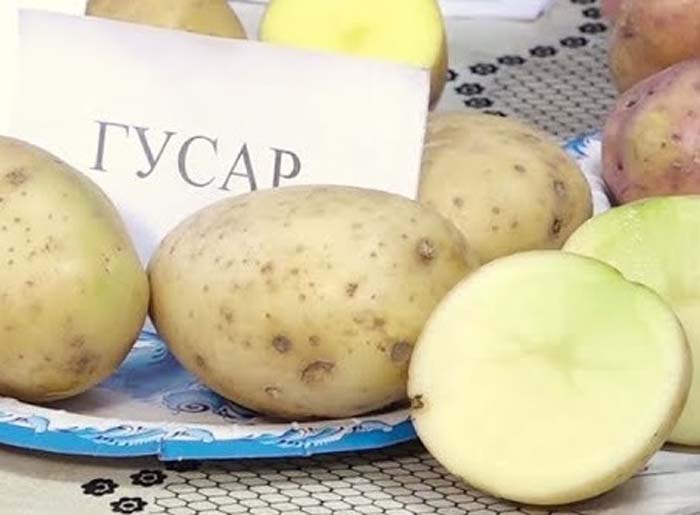 Урожайні сорти картоплі 2024 &mdash; опис з фото