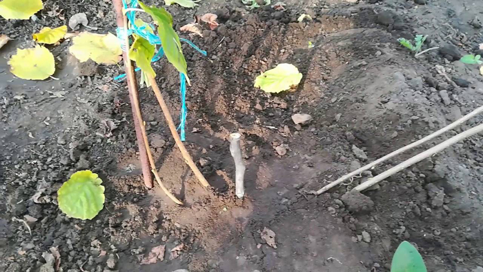 Ліщина деревоподібна (ведмежий горіх) &mdash; опис (45 фото), його переваги, вирощування, посадка та догляд