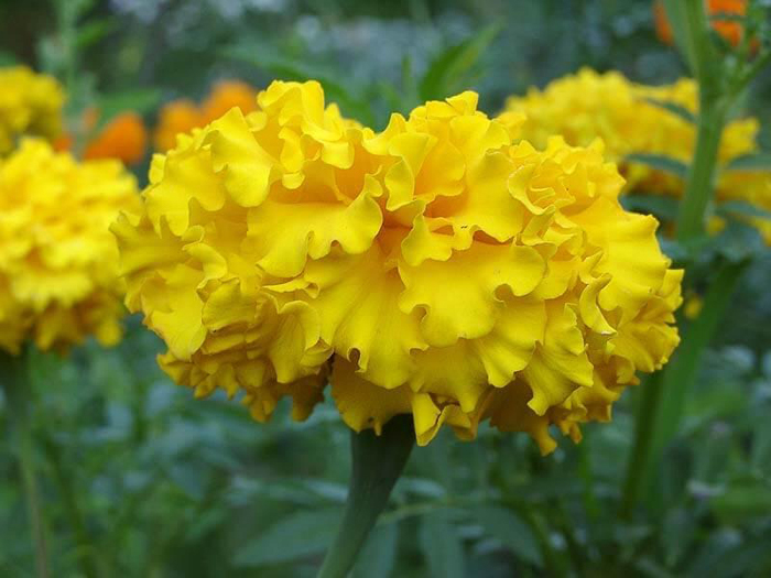Чорнобривці (70 фото) — сорти, вирощування та догляд за найкориснішою квіткою