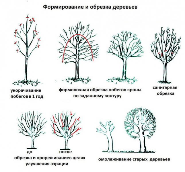 Обрізка груші у 2024 році: коли і як правильно обрізати грушу навесні та восени