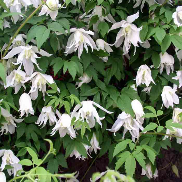 Сорти клематисів (100 фото) за групами обрізки з назвами та описами