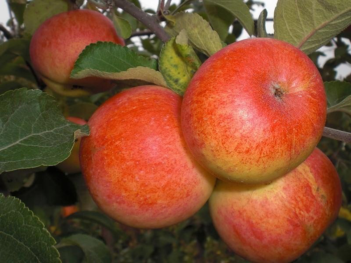 Зимові сорти яблук (50 фото) – назви та опис