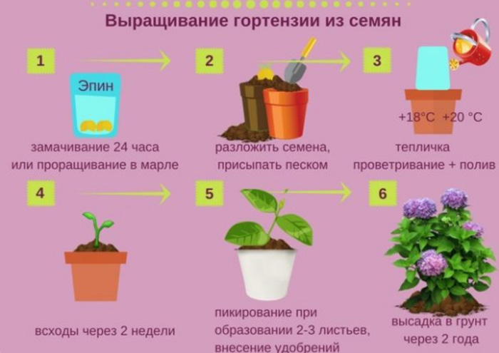 Крупнолиста гортензія (100 фото): опис, сорти, посадка та догляд