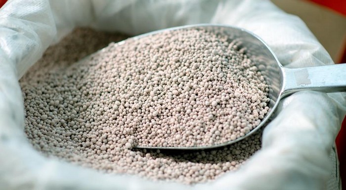 Ялина Коніка: 40 фото, опис, посадка у відкритий ґрунт та правила догляду