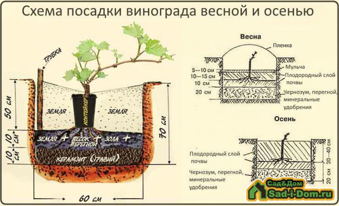 Виноград Велес (40 фото) &ndash; опис сорту, врожайність, посадка та догляд